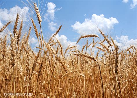 Sovecon Forecasts Record Russian Wheat Exports Agweb