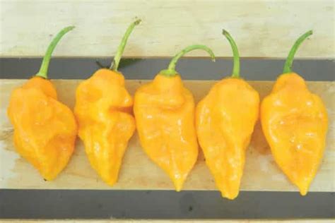 Yellow Ghost Pepper Plant Start - Victory Gardeners