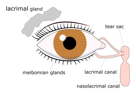 Dry Eye Dry Eye Doctor Bellingham Ophthalmologist Near Me