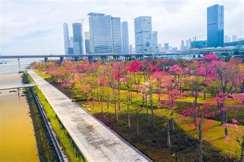 高清多图！珠海这片花海快藏不住了！美到尖叫的花海