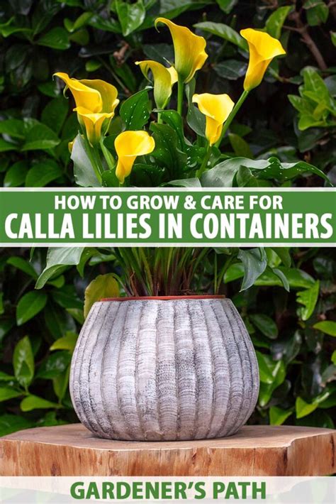 How To Grow Calla Lilies In Containers Gardeners Path