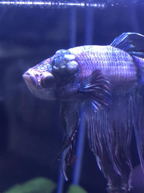 Lump On My Bettas Head Is Getting Bigger How Can I Help Him R