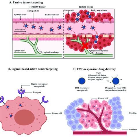 Nanocarrier Mediated Tumor Targeting A Passive Tumor Targeting B Download Scientific