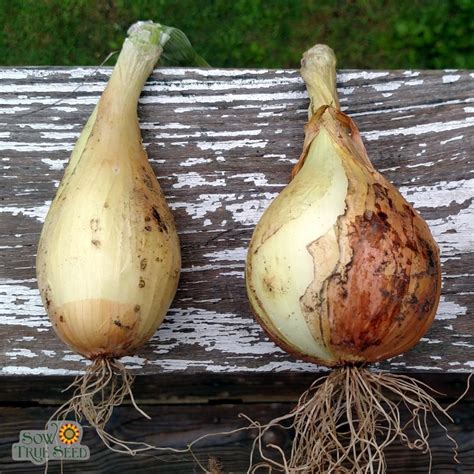 Onion Seeds Walla Walla Sweet Spanish Sow True Seed