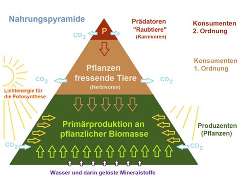 Aufbau und Stufen einer Nahrungspyramide Ökologie