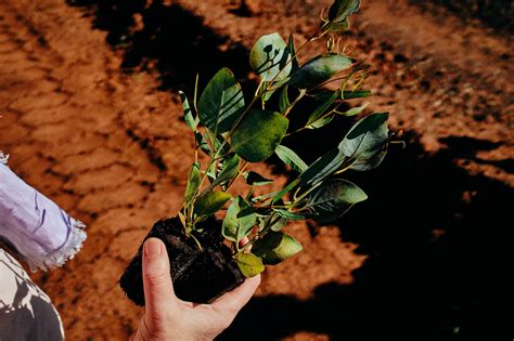 Carbon Neutral Are Planting A Difference Australian Fundraising