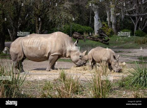 The baby and mother rhinos Stock Photo - Alamy