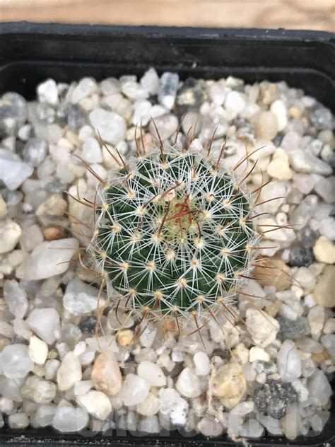 Shpr Stenocactus Pentacanthus Coll J Riha Santa Aleira