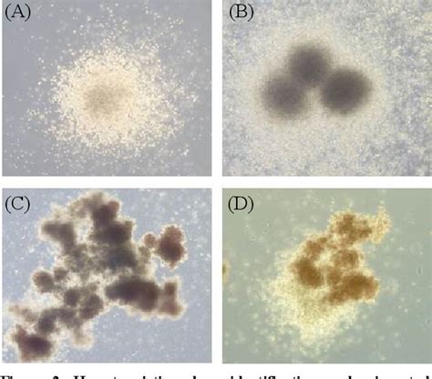 Figure 2 From Colony Forming Unit Assay As A Potency Test For