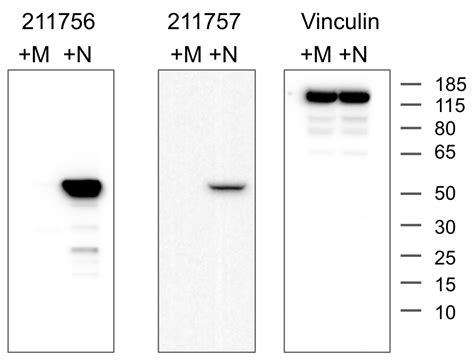 Addgene Antibody Data Hub Anti Sars Cov Nucleocapsid Protein