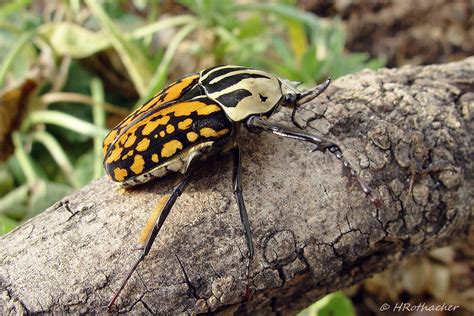 Cétoine géante Mecynorrhina oberthuri decorata Origine Ta Heinz