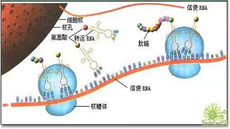 新中国成立70年重大科技成就一览我国