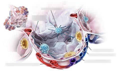 Respiratory membrane Diagram | Quizlet