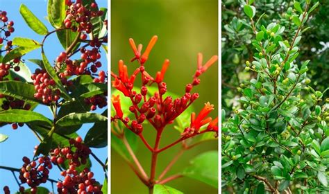 Brazilian Pepper Tree: A South Florida Invasive Plant - Coastal Gardens Professionals