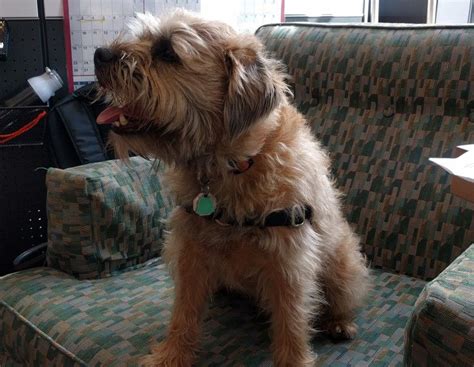 Meet The Dogs Of Amazon Artofit