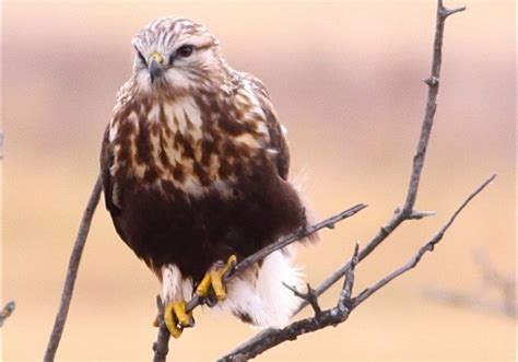 14 Species of Hawks in Texas (With Pictures & Info) - Optics Mag