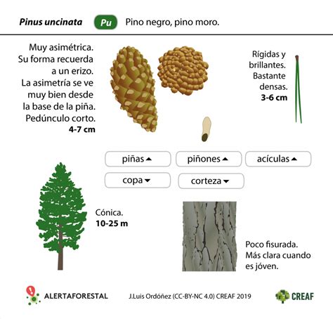 El Pino Negro El Rbol Que Vive A M S Altura Alertaforestal