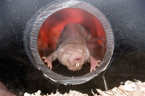 1st Case Of Cancer In Naked Mole Rats Confirmed Live Science