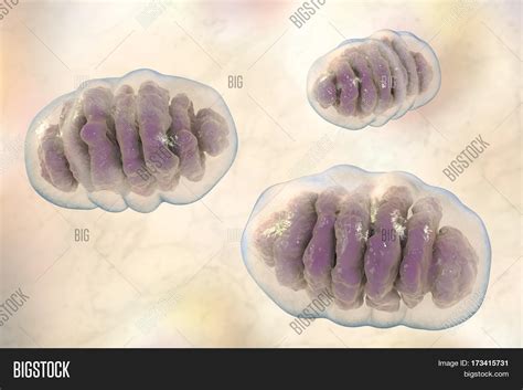 Mitochondria, Membrane Image & Photo (Free Trial) | Bigstock