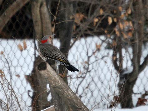 A visit from two Northern Flickers – a rare woodpecker in winter! – Drew Monkman