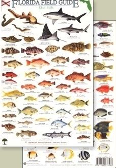 Guide To Reef Fish Of Florida Waterproof Card Lupon Gov Ph