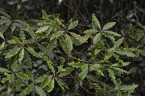 Pittosporum eugenioides (Pittosporaceae) image 36757 at PhytoImages.siu.edu