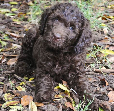 Darling Chocolate Australian Labradoodle Puppy Girl