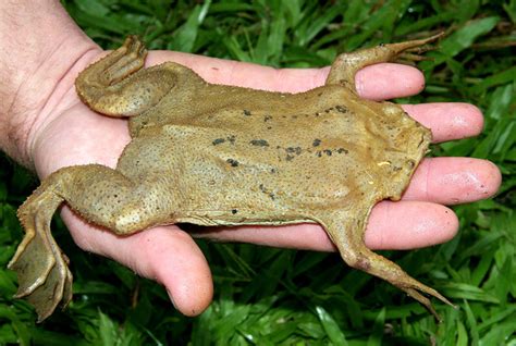 Surinam Toad: Examining the Distinct Reproduction Process