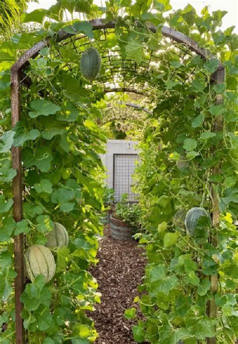 8 DIY Cantaloupe Trellis Ideas - Hello Lidy