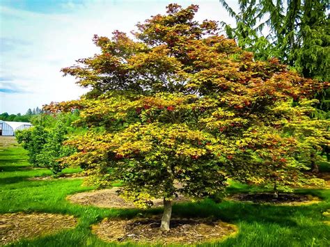 Amber Ghost Japanese Maple Trees For Sale The Tree Center