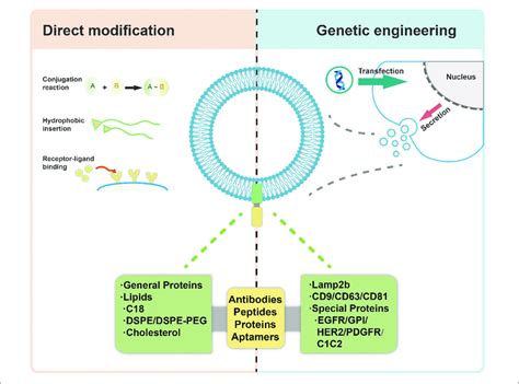 Modification Of Exosomes For Targeted Delivery Via Direct Download Scientific Diagram