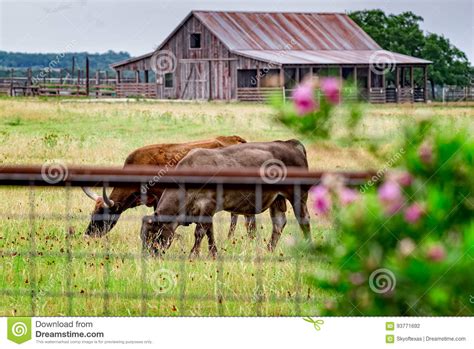 Close Up Of Long Horn Steer Grazing On A Texas Rural Road Stock Photo