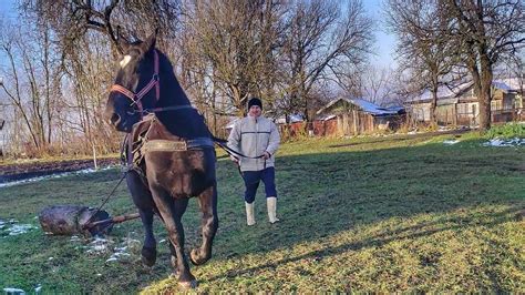 ЛЕГЕНЬКИЙ УРОК ДЛЯ ВЕНЕРИ /Коні Ваговози/horses in Ukraine - YouTube