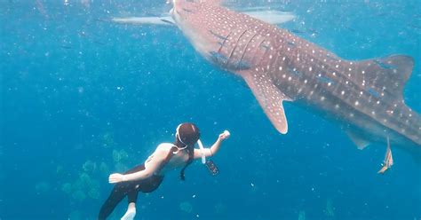 Whaleshark Swimming Tumalog Falls And Sumilon Island Day Trip Getyourguide