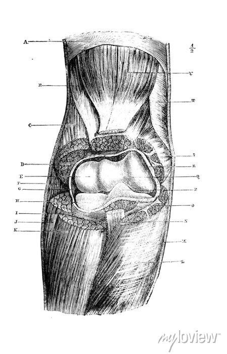 Muscles And Joints Of The Elbow Region In The Old Book Danatomie Wall