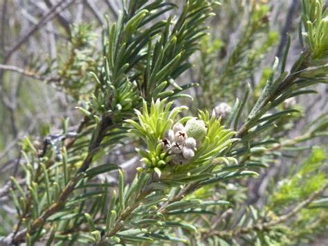 Top Hardleaf From Hawerland Farm Mountain Graafwater West Coast Dc