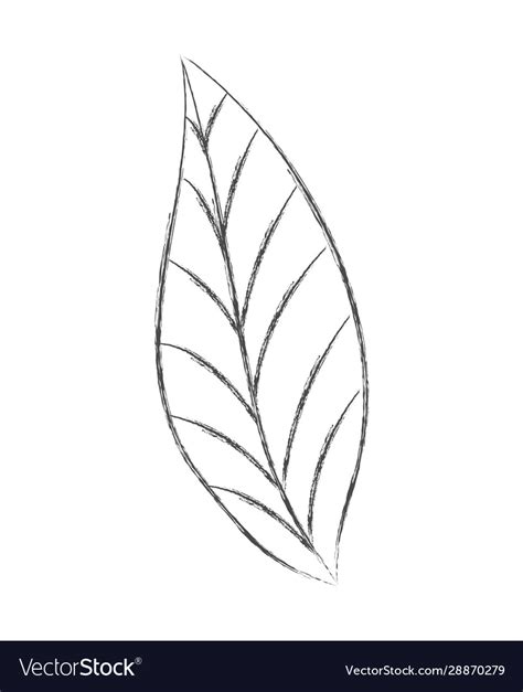 Pencil Drawing Of A Leaf