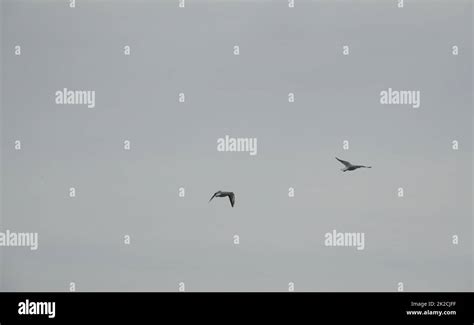 Seagulls In The Spanish Sky Alicante Province Costa Blanca Spain