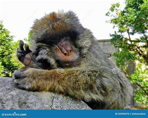 Gibraltar ape stock photo. Image of english, beach, dock - 55996078