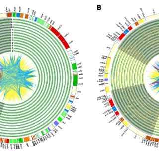 An Overview Of Plastome Variation In The Quadripartite Structure Of