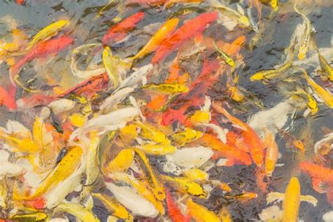 Koi Fish Pattern Stock Photos, Images and Backgrounds for Free Download