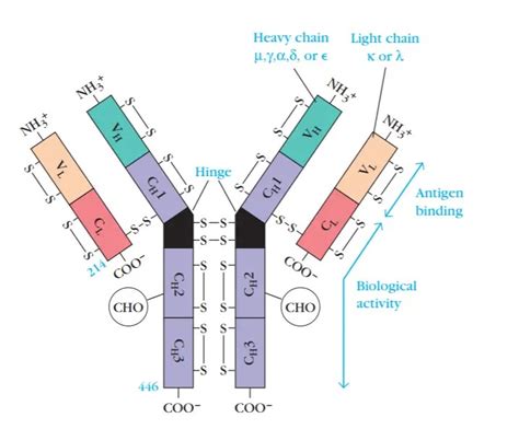 IgG Antibodies: Structure, Subclasses, and Functions • Microbe Online