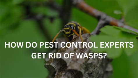 HOW DO PEST CONTROL EXPERTS GET RID OF WASPS Quality Affordable Pest