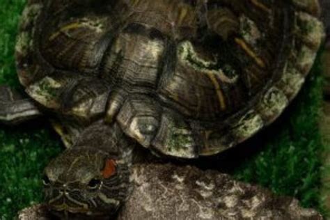 Red Eared Slider Shell Rot Causes Symptoms Treatment