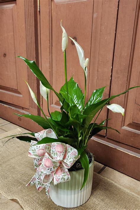 Sympathy Lily Plant