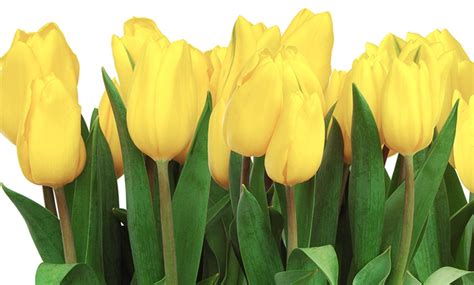 Holland's Special Tulip Bulbs | Groupon Goods