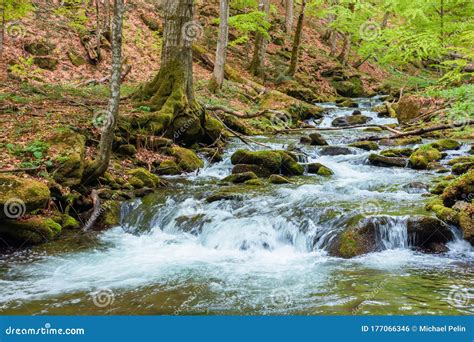 Rápido Fluxo De água Entre a Floresta Foto de Stock Imagem de