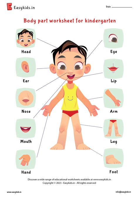 Parts Of A Body Worksheet