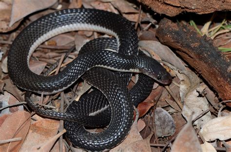 Black File Snake Snakes Of Botswana Inaturalist