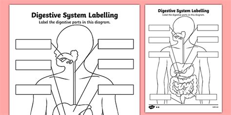 Editable Label The Digestive System Worksheet Twinkl